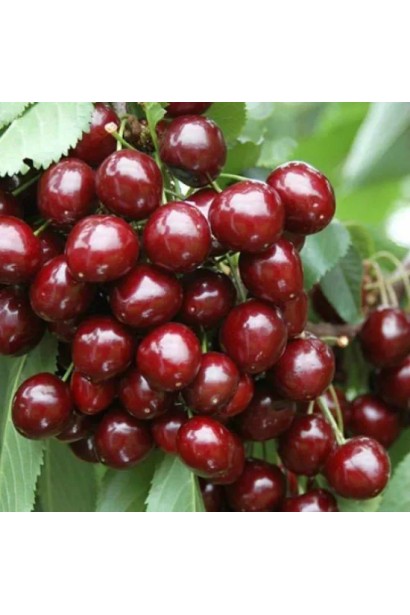 Черешня колоновидна Квін Мері з великими стиглими плодами на дереві